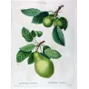 Cultivated Pears (Pyrus communis) – Original Hand-Colored Engraving by Pancrace Bessa (c. 1801–1819)