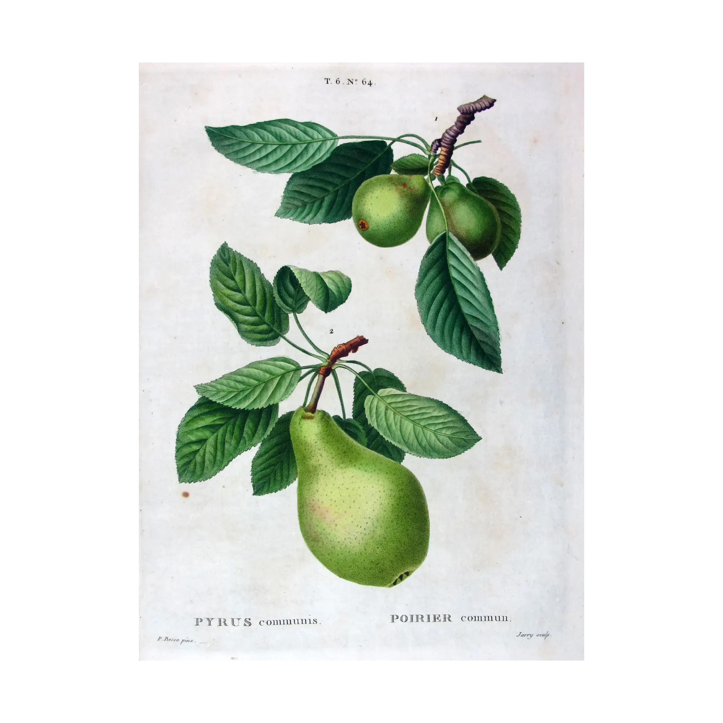 Antique Botanical Print – Pancrace Bessa – Common Pear