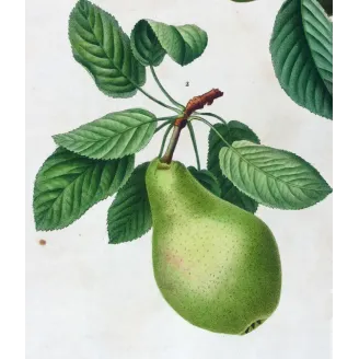 Antique Botanical Print – Pancrace Bessa – Common Pear