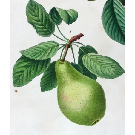 Antique Botanical Print – Pancrace Bessa – Common Pear