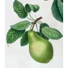 Cultivated Pears (Pyrus communis) – Original Hand-Colored Engraving by Pancrace Bessa (c. 1801–1819)