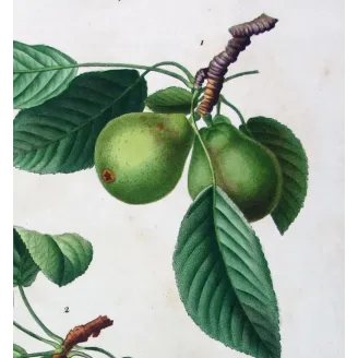 Antique Botanical Print – Pancrace Bessa – Common Pear