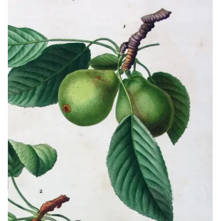Antique Botanical Print – Pancrace Bessa – Common Pear