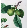 Cultivated Pears (Pyrus communis) – Original Hand-Colored Engraving by Pancrace Bessa (c. 1801–1819)