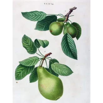 Antique Botanical Print – Pancrace Bessa – Common Pear