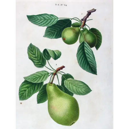 Antique Botanical Print – Pancrace Bessa – Common Pear