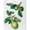 Cultivated Pears (Pyrus communis) – Original Hand-Colored Engraving by Pancrace Bessa (c. 1801–1819)