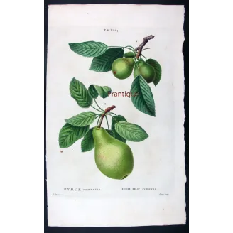 Antique Botanical Print – Pancrace Bessa – Common Pear