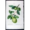 Cultivated Pears (Pyrus communis) – Original Hand-Colored Engraving by Pancrace Bessa (c. 1801–1819)