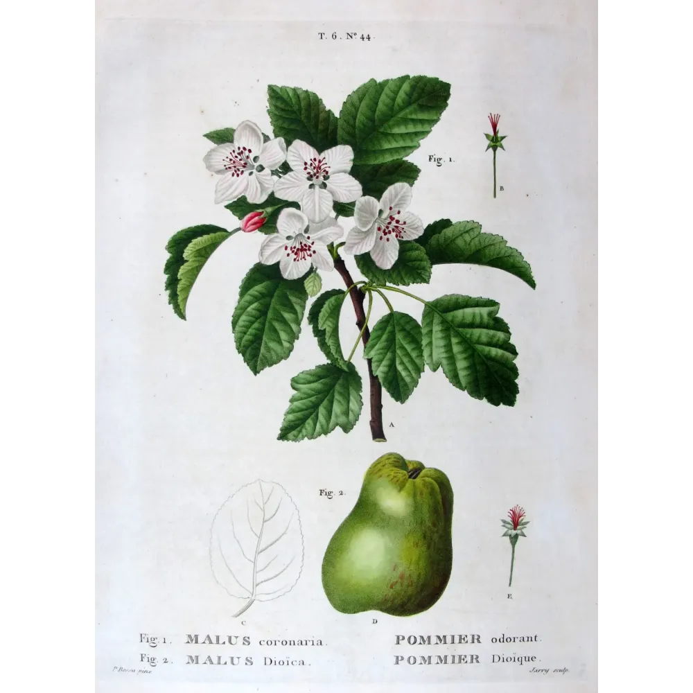 Antique Botanical Print – Pancrace Bessa – Apple blossom