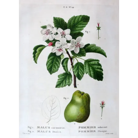 Antique Botanical Print – Pancrace Bessa – Apple blossom