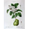 Apple blossom (*Malus coronaria*), Original hand-colored engraving by Pancrace Bessa (c.1801-1819)