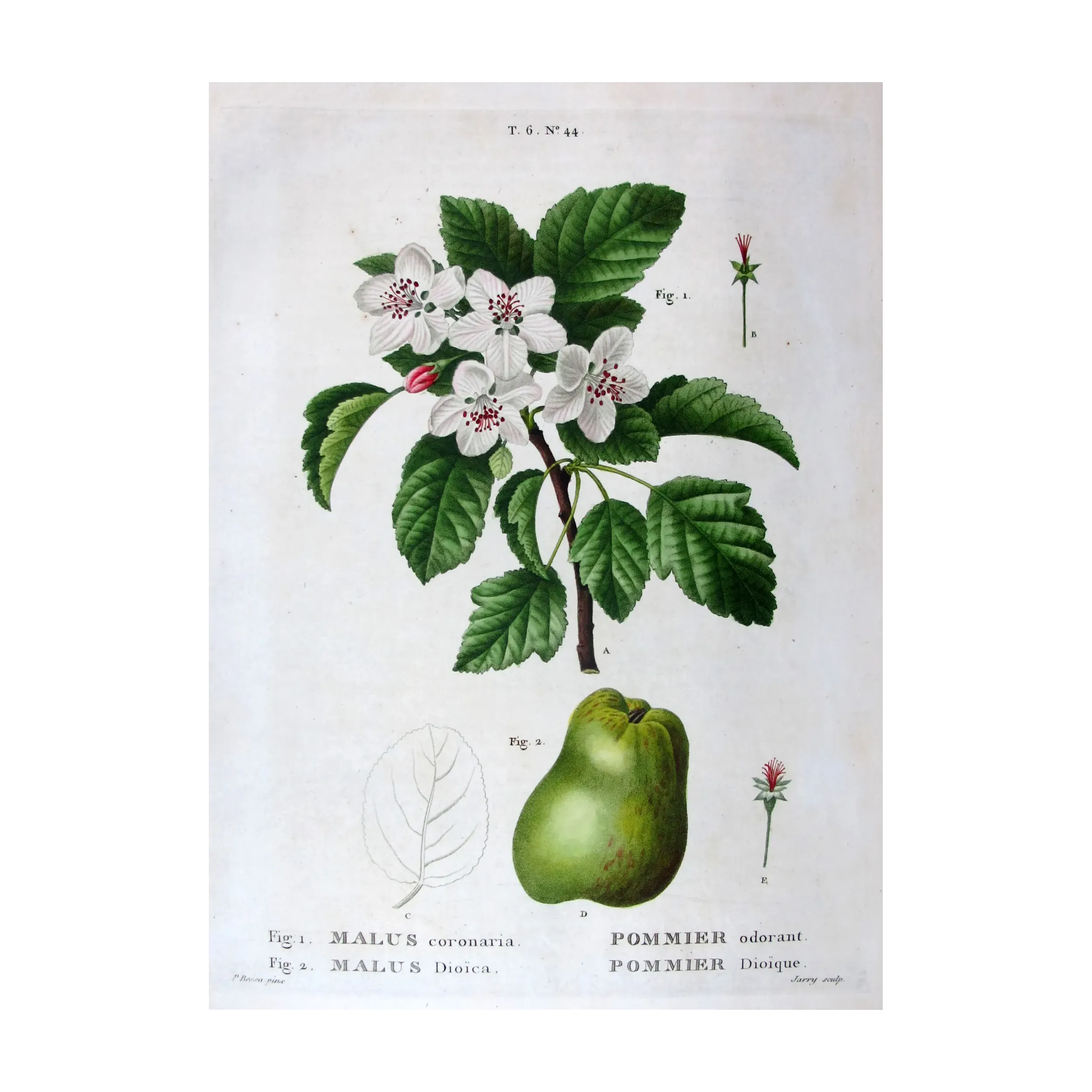 Antique Botanical Print – Pancrace Bessa – Apple blossom
