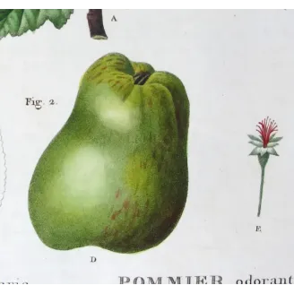 Antique Botanical Print – Pancrace Bessa – Apple blossom