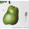 Apple blossom (*Malus coronaria*), Original hand-colored engraving by Pancrace Bessa (c.1801-1819)