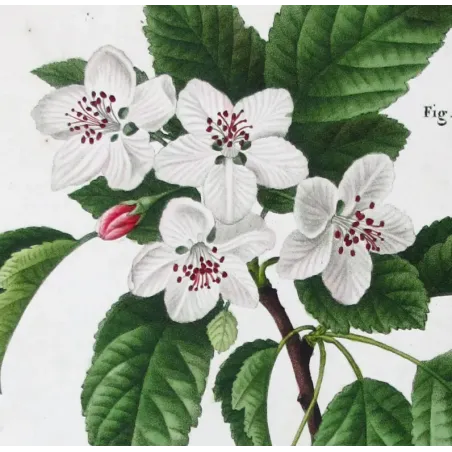 Antique Botanical Print – Pancrace Bessa – Apple blossom