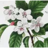 Apple blossom (*Malus coronaria*), Original hand-colored engraving by Pancrace Bessa (c.1801-1819)