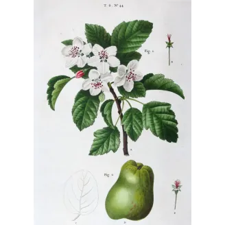 Antique Botanical Print – Pancrace Bessa – Apple blossom