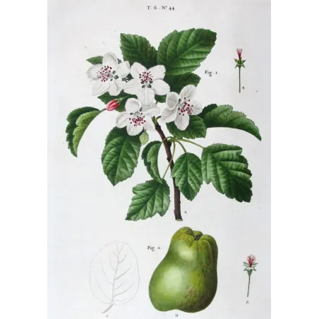 Antique Botanical Print – Pancrace Bessa – Apple blossom