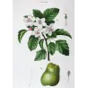 Apple blossom (*Malus coronaria*), Original hand-colored engraving by Pancrace Bessa (c.1801-1819)