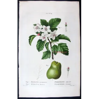 Antique Botanical Print – Pancrace Bessa – Apple blossom