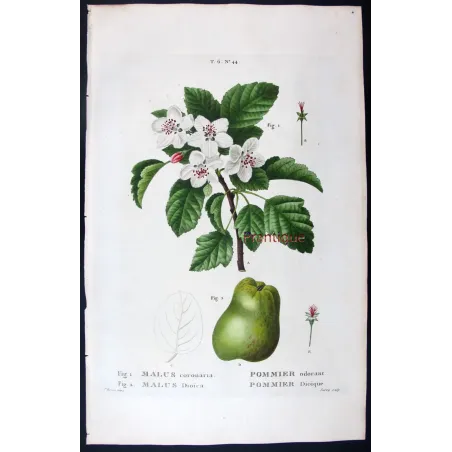 Antique Botanical Print – Pancrace Bessa – Apple blossom