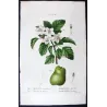 Apple blossom (*Malus coronaria*), Original hand-colored engraving by Pancrace Bessa (c.1801-1819)