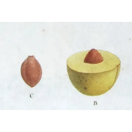 Saint Catherine Plum – Bessa Antique Engravings Set
