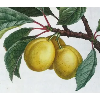 Saint Catherine Plum – Bessa Antique Engravings Set