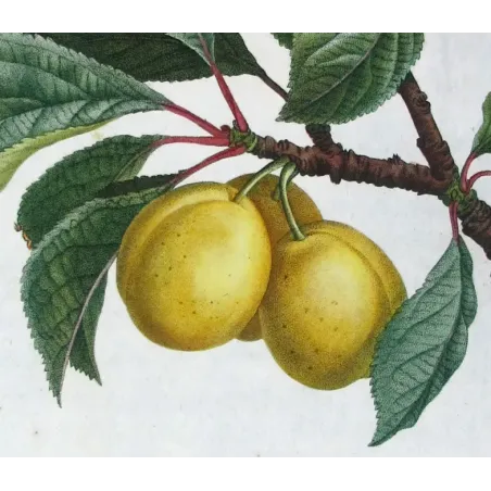 Saint Catherine Plum – Bessa Antique Engravings Set
