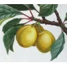 Portfolio of Four Prunus domestica Engravings – Pancrace Bessa (c.1801–1819)