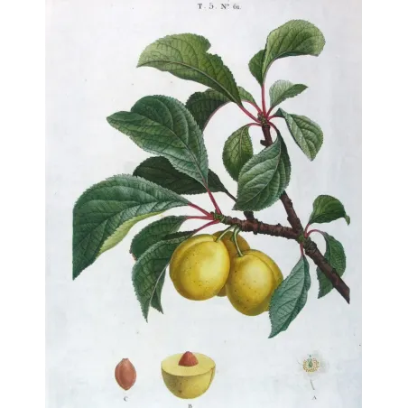Saint Catherine Plum – Bessa Antique Engravings Set