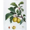 Portfolio of Four Prunus domestica Engravings – Pancrace Bessa (c.1801–1819)