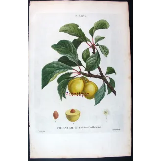 Saint Catherine Plum – Bessa Antique Engravings Set