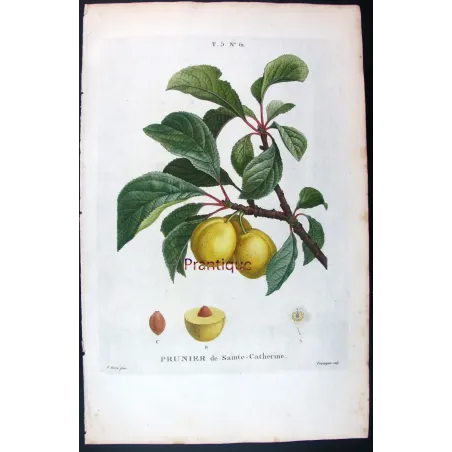 Saint Catherine Plum – Bessa Antique Engravings Set