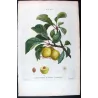Portfolio of Four Prunus domestica Engravings – Pancrace Bessa (c.1801–1819)