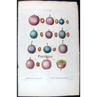 Saint Catherine Plum – Bessa Antique Engravings Set