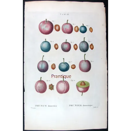 Saint Catherine Plum – Bessa Antique Engravings Set