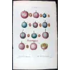 Portfolio of Four Prunus domestica Engravings – Pancrace Bessa (c.1801–1819)