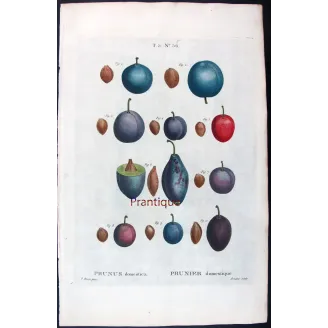 Saint Catherine Plum – Bessa Antique Engravings Set
