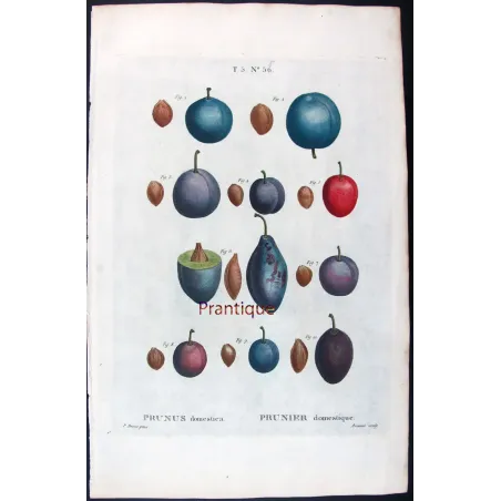 Saint Catherine Plum – Bessa Antique Engravings Set