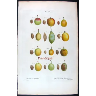 Saint Catherine Plum – Bessa Antique Engravings Set
