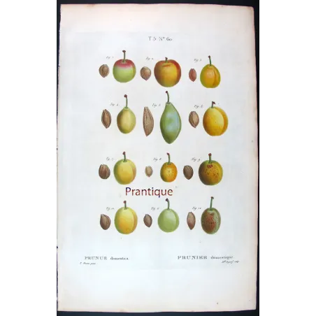 Saint Catherine Plum – Bessa Antique Engravings Set