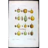 Portfolio of Four Prunus domestica Engravings – Pancrace Bessa (c.1801–1819)