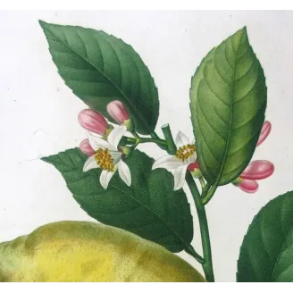 Antique Print by Pancrace Bessa – Lemon Tree (Citrus)
