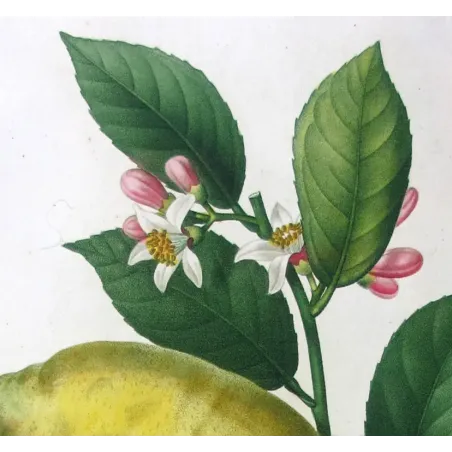 Antique Print by Pancrace Bessa – Lemon Tree (Citrus)