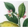 Lemon Tree (*Citrus*),  Citronnier Limonier,Antique botanical print by Bessa (c.1801-1819)