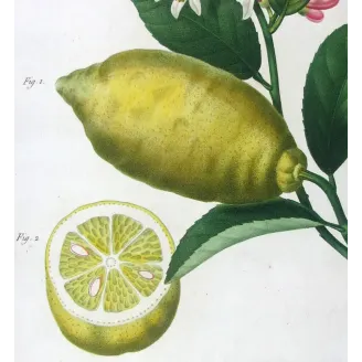 Antique Print by Pancrace Bessa – Lemon Tree (Citrus)