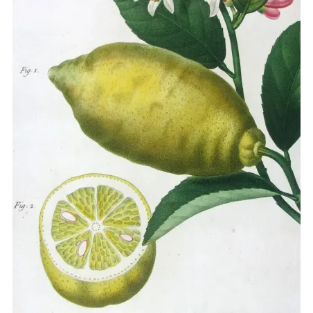 Antique Print by Pancrace Bessa – Lemon Tree (Citrus)