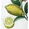 Lemon Tree (*Citrus*),  Citronnier Limonier,Antique botanical print by Bessa (c.1801-1819)